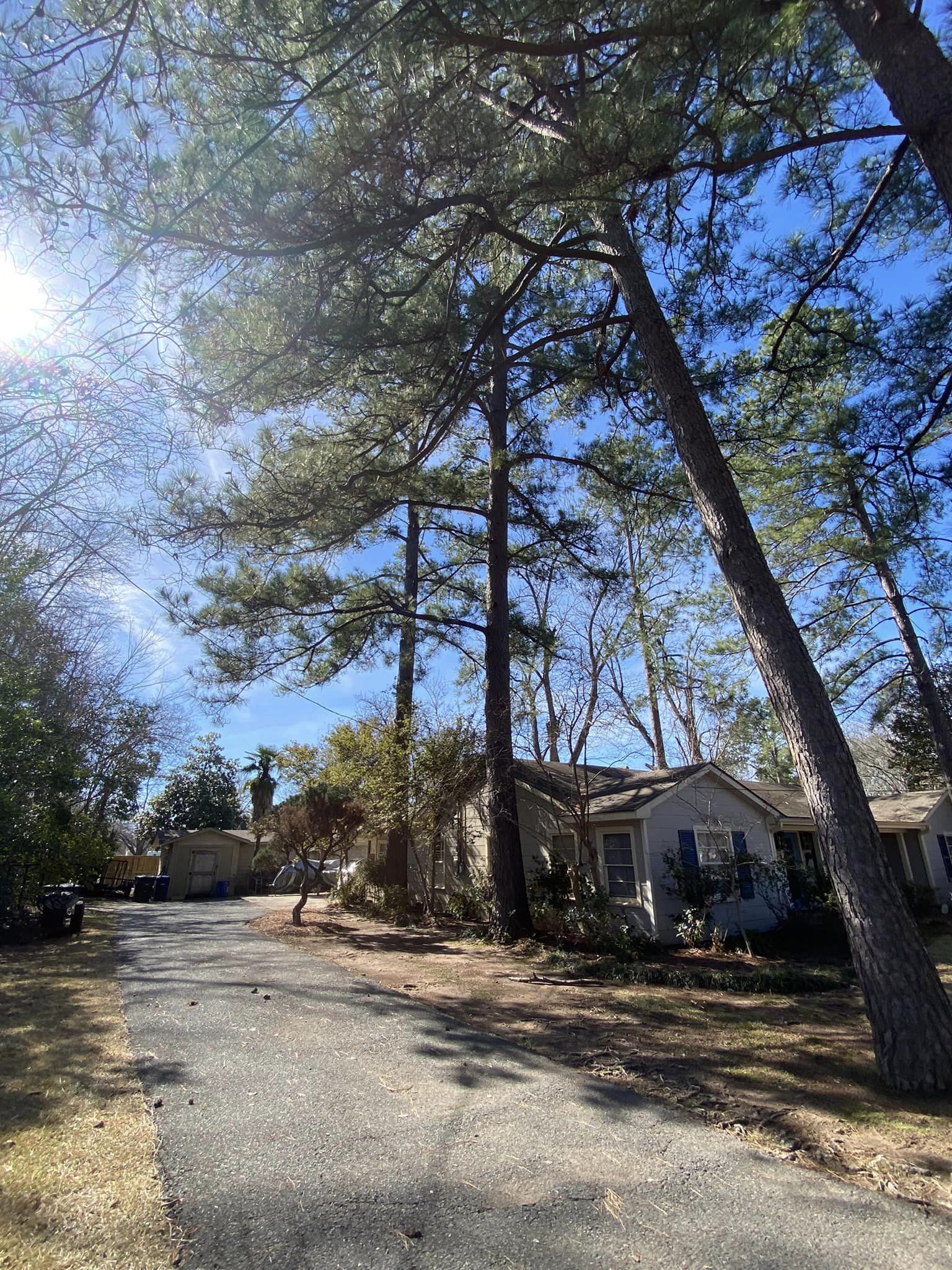 Bynog's Tree Services Image