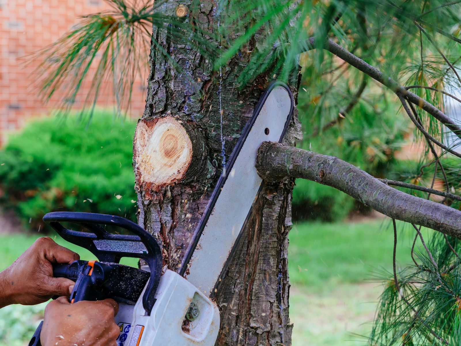 Aabraham Professional Tree Services