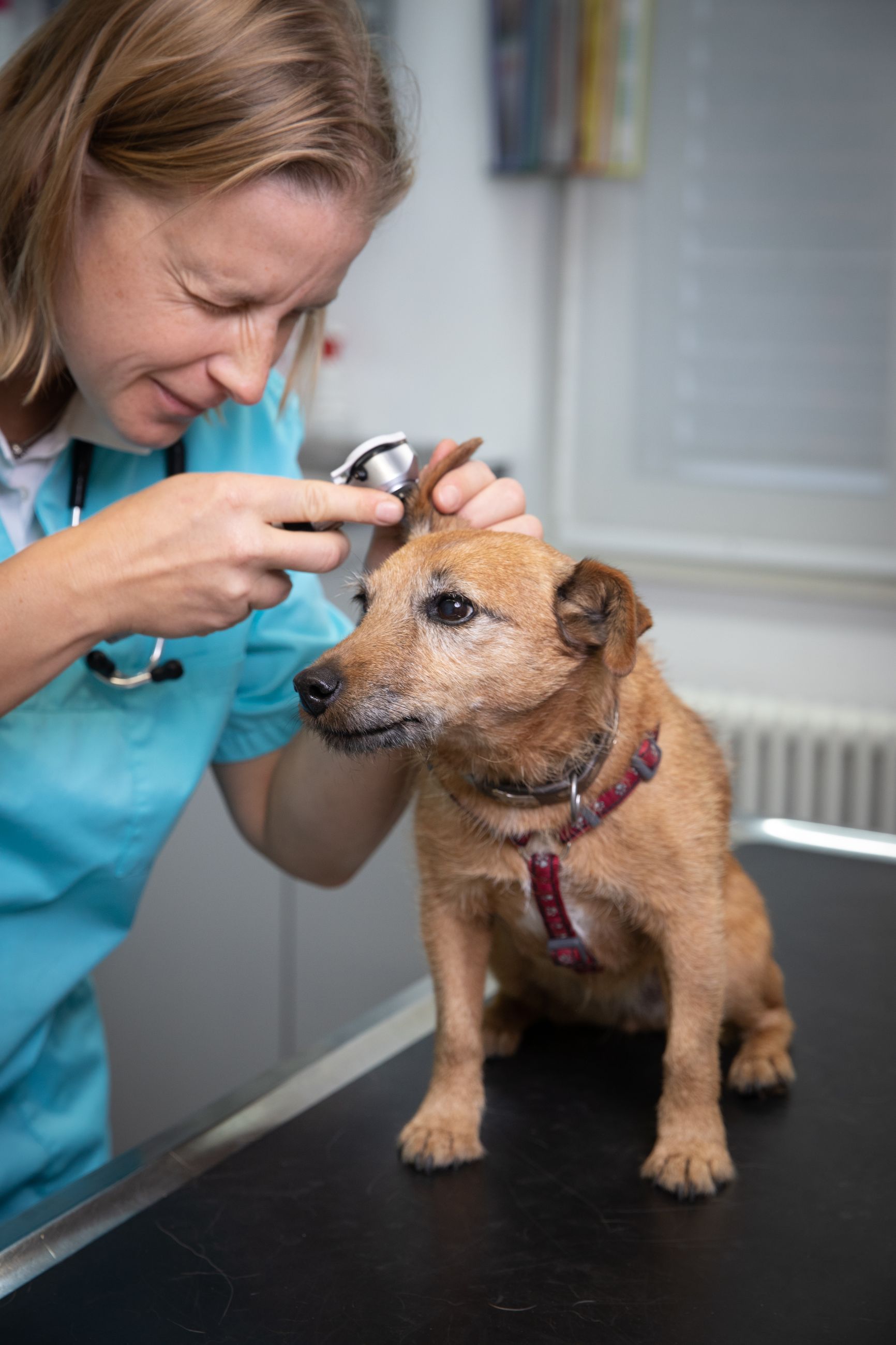 Bilder Tierklinik Leimental