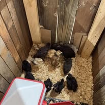 Images Harrison Farm and Feed