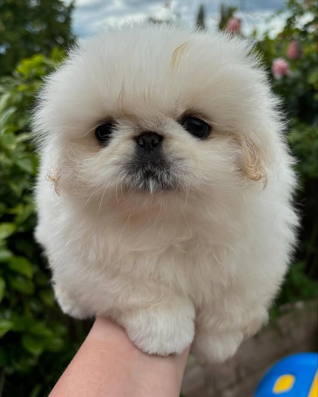 Images Puppies For Sale