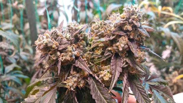 Images High Country Healing Silverthorne Dispensary