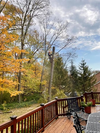 Images Taylor's Tree & Landscaping
