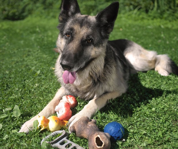 Images Great Outdogs
