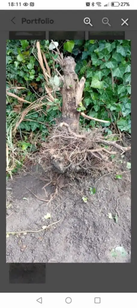 Images Bluebells Gardens