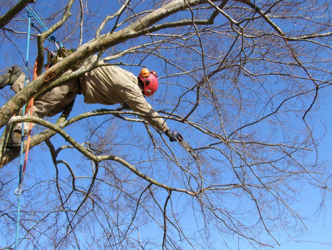 Images J. Daniels' Trees