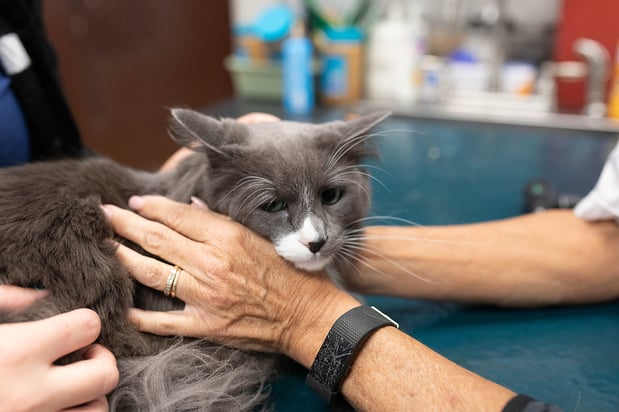 Images VCA Angel Animal Hospital