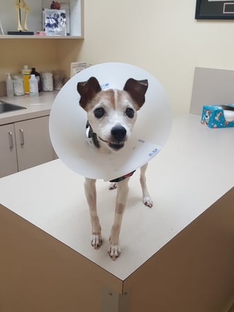 Images Union City Veterinary Medical Center & Emergency Clinic