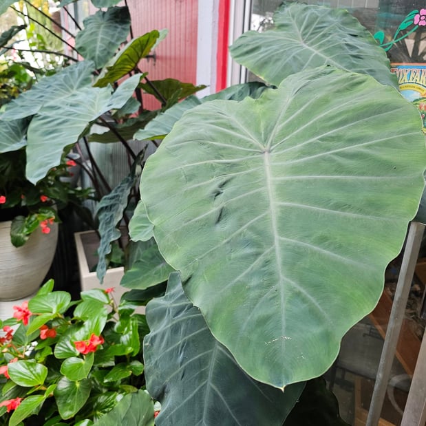 Images Deep Roots Garden Center