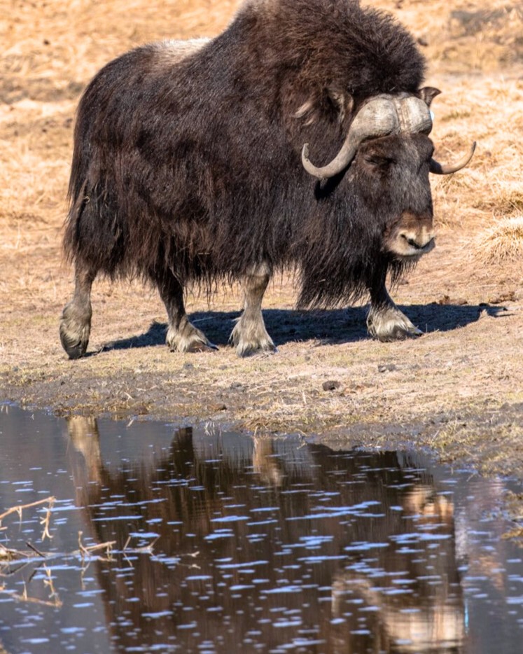 Alaska Wildlife Conservation Center