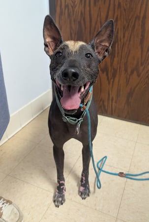 Images VCA Associates in Pet Care Animal Hospital