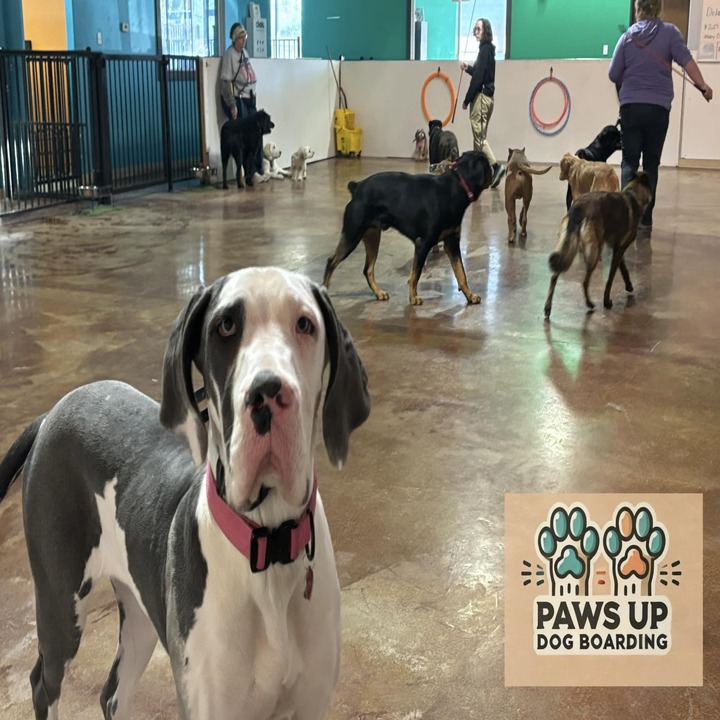 Images Paws Up Daycare & Boarding