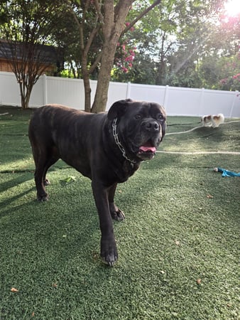 Images Wag Watchers DayCare & Spa