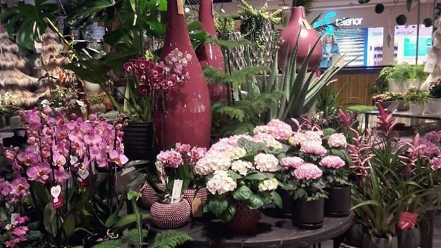 Images Florine Blomster