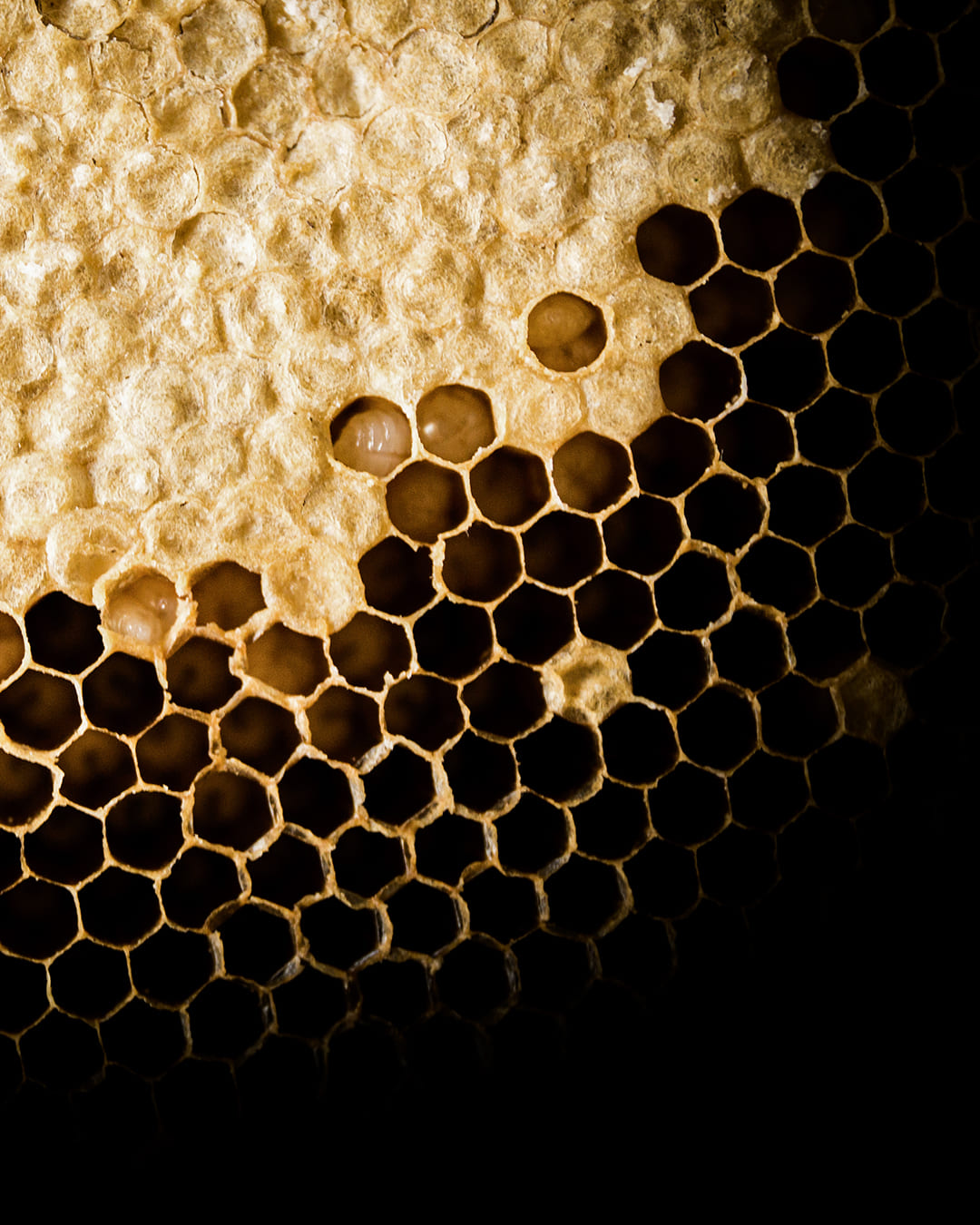 Agapie - Produzent & Lieferant für Bienengift, Gelee Royal, Propolis, Johannesstraße 39-45 in Stuttgart