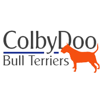 Colbydoo Bull Terriers