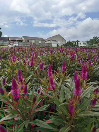 Images Grant Line Garden Center & Nursery