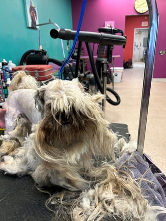 Images My Pet Groomer