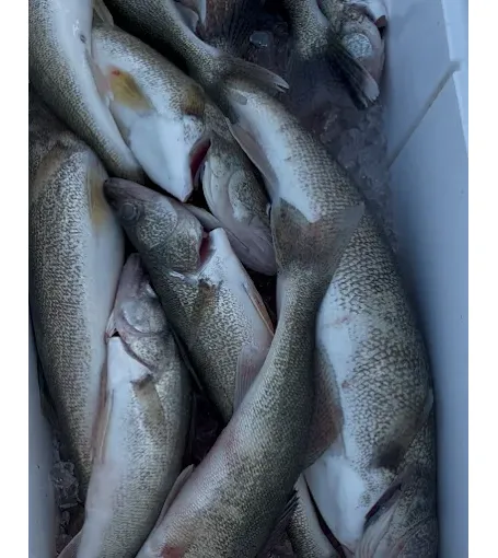 Images Sir Walleye Charters