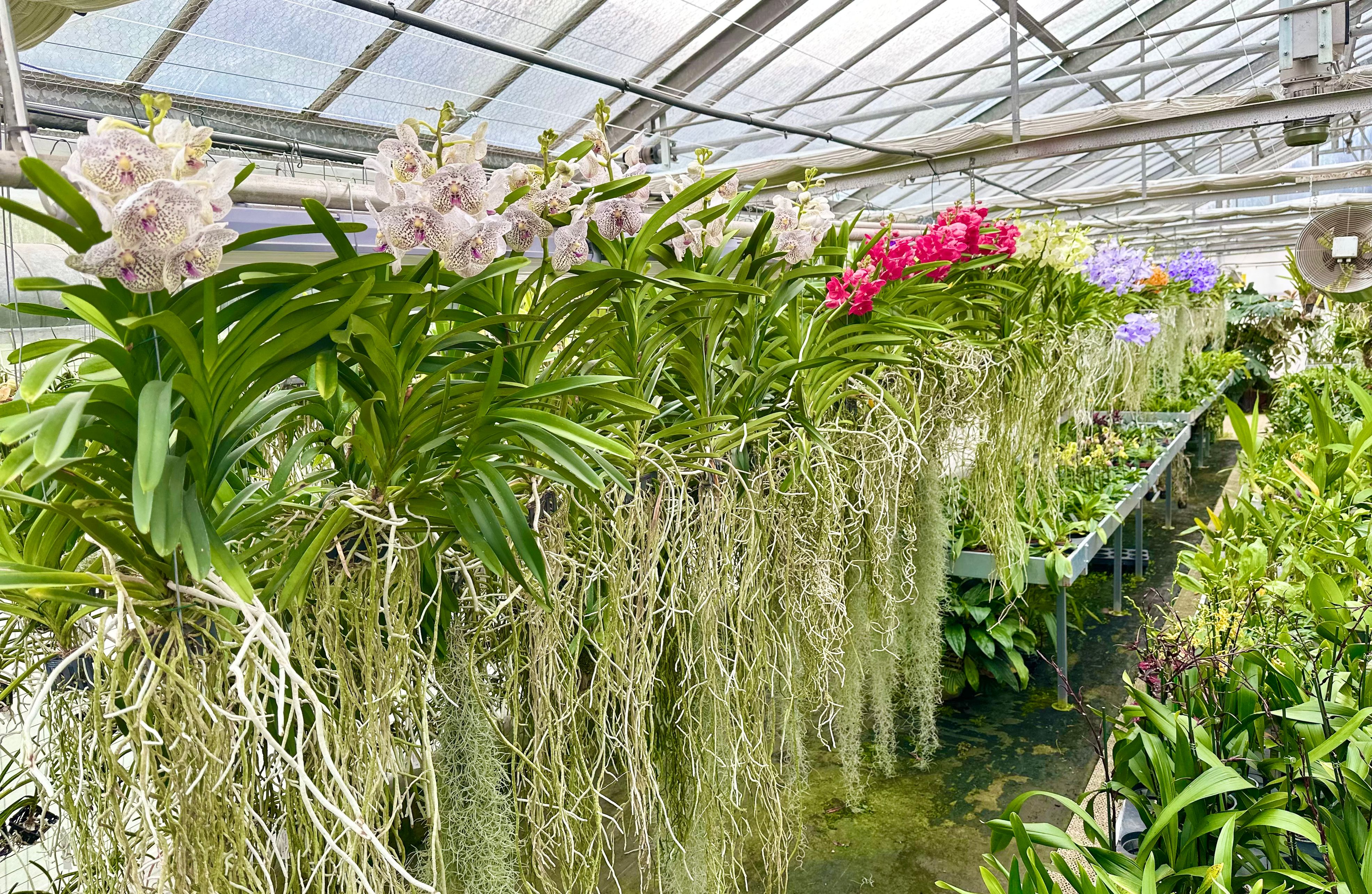 Bilder Orchidable di Andrea Martina