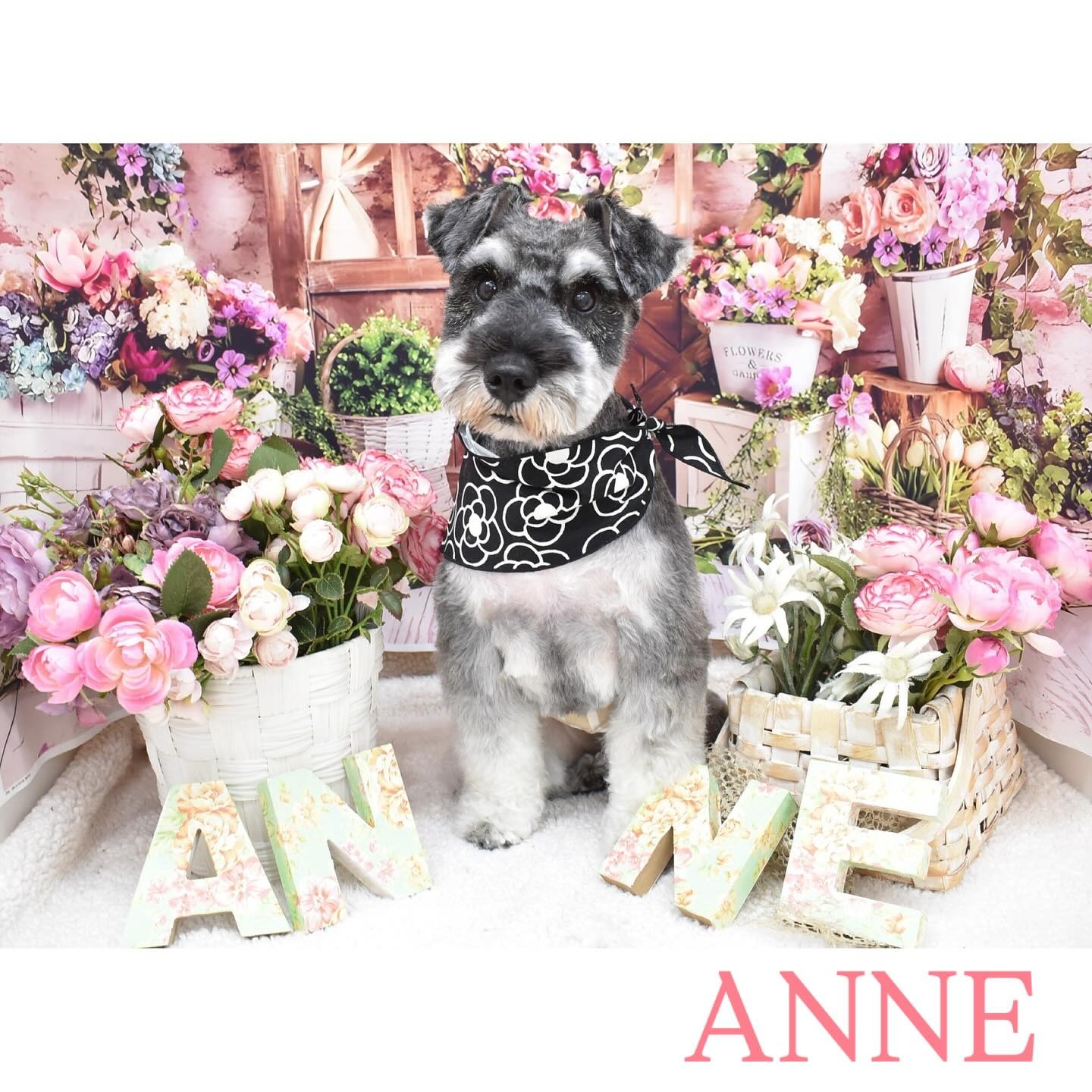 Images わんわんスタイルANNE