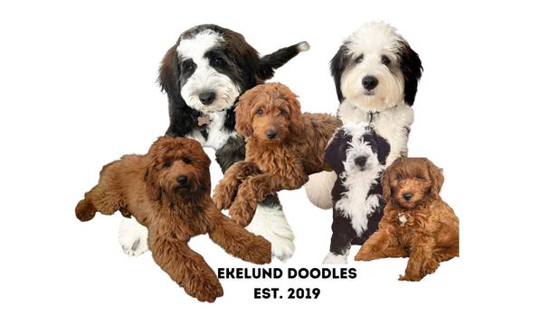 Images Ekelund Doodles