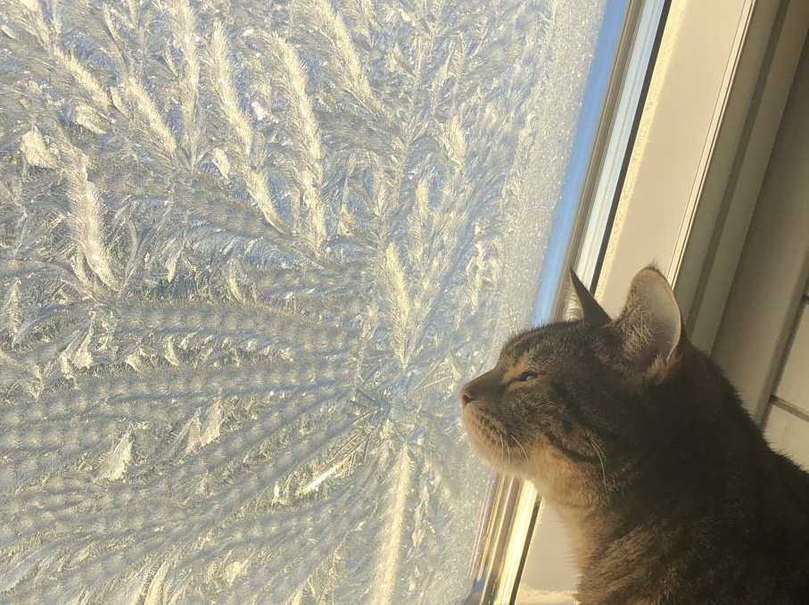 Bild 2 Tierarztpraxis Vet Vitality in Panketal