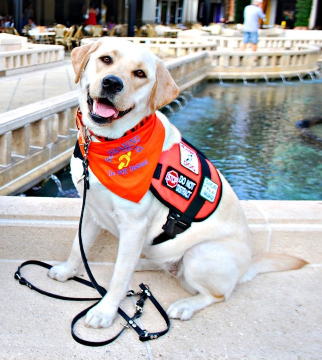 Images Topaz Assistance Dogs