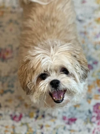 Images Leash and Love LLC
