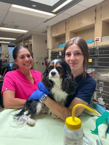 Images VCA West Los Angeles Animal Hospital