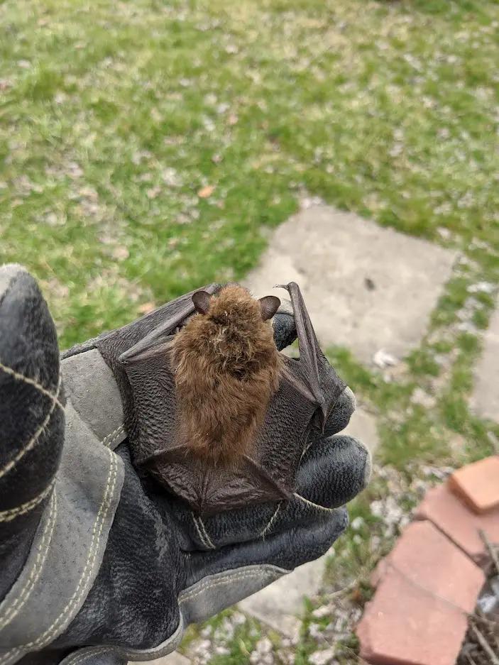 bat removal, Ohio