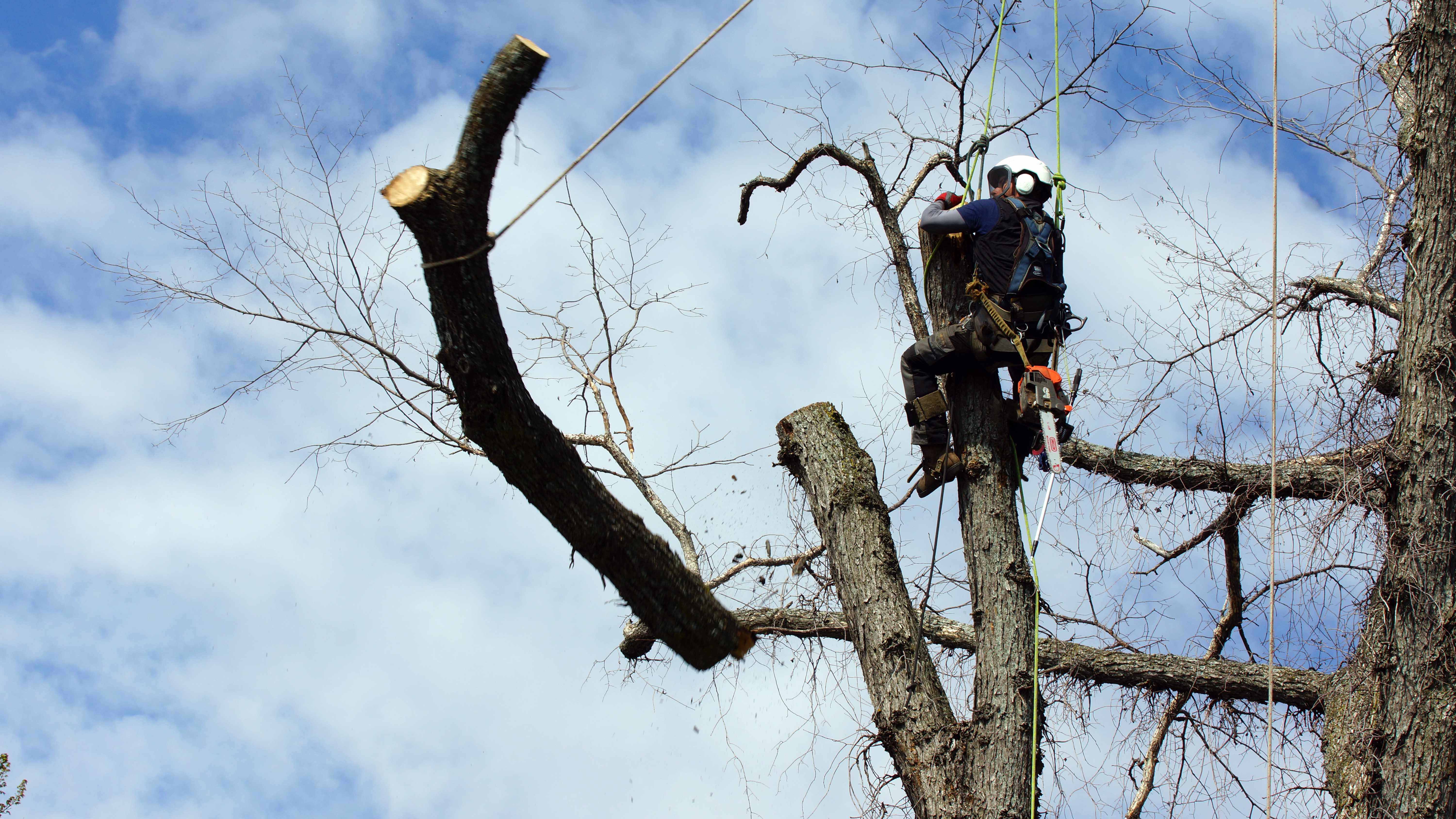 Images les Arboriculteurs du lac