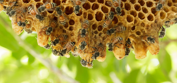 Images D-Tek Live Bee Removal