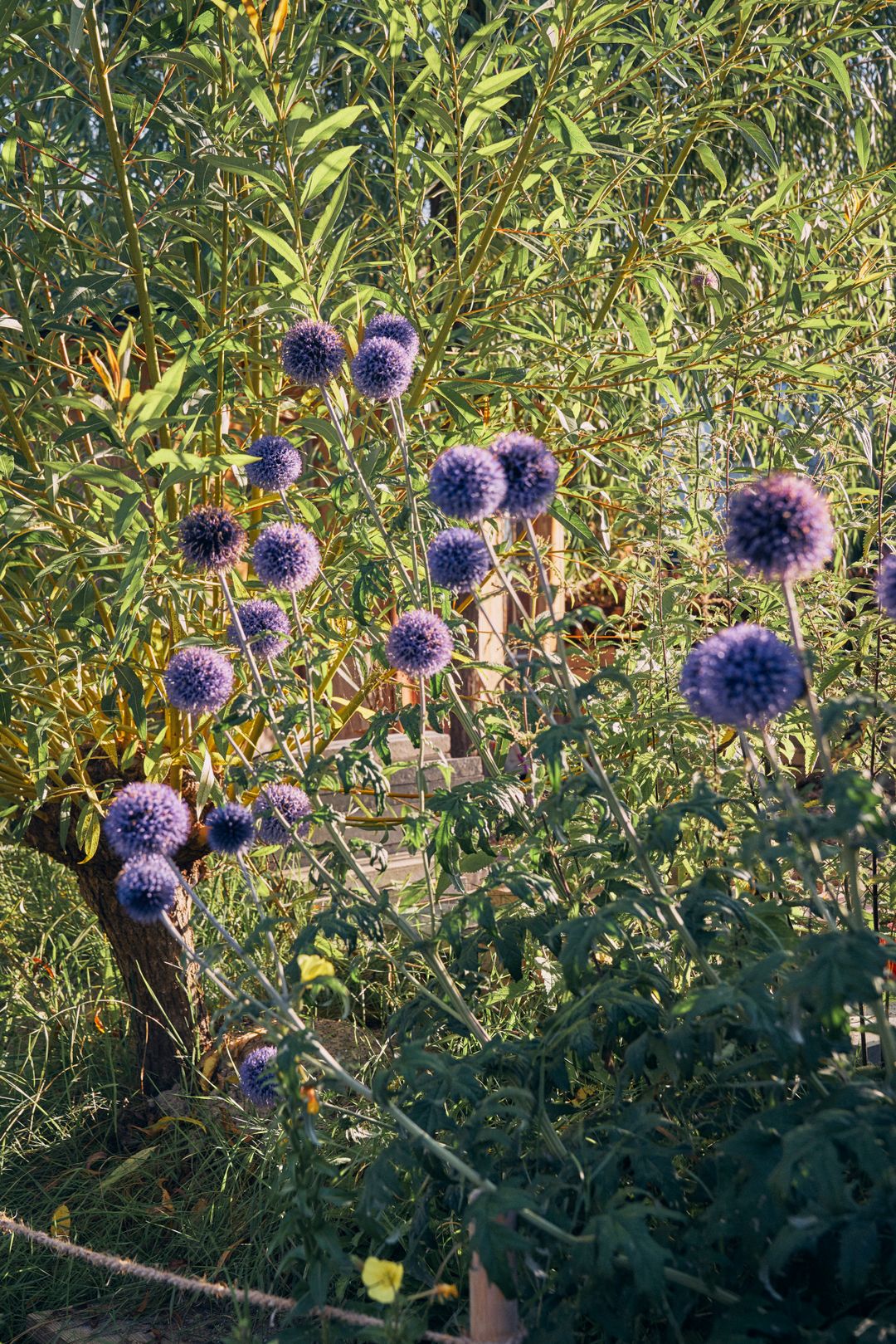 Bilder garten•kultur
