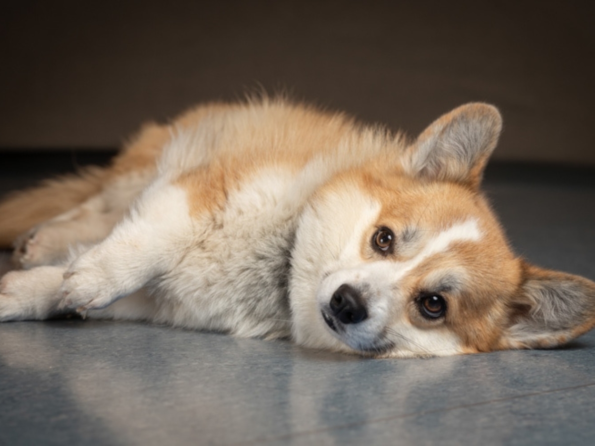 Bild 12 Tierarzt Hülsmann Speyer, Kleintierpraxis Dres. Hülsmann in Speyer