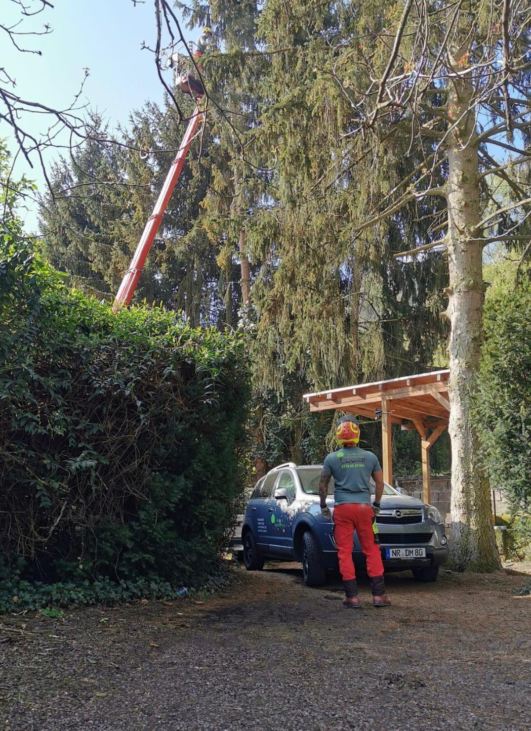Baum- & Gartenpflege Loose in Melsbach