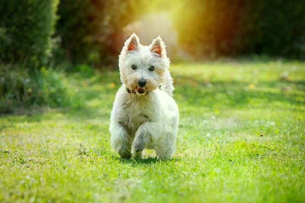 Fotogebell Hundefotografie - Carsten Pöhler West Highland Terrier beim Laufen im Park, natürliche Hundefotografie Münster. Kombination aus Bewegung, Licht und Ausdruck in professioneller Outdooraufnahme.