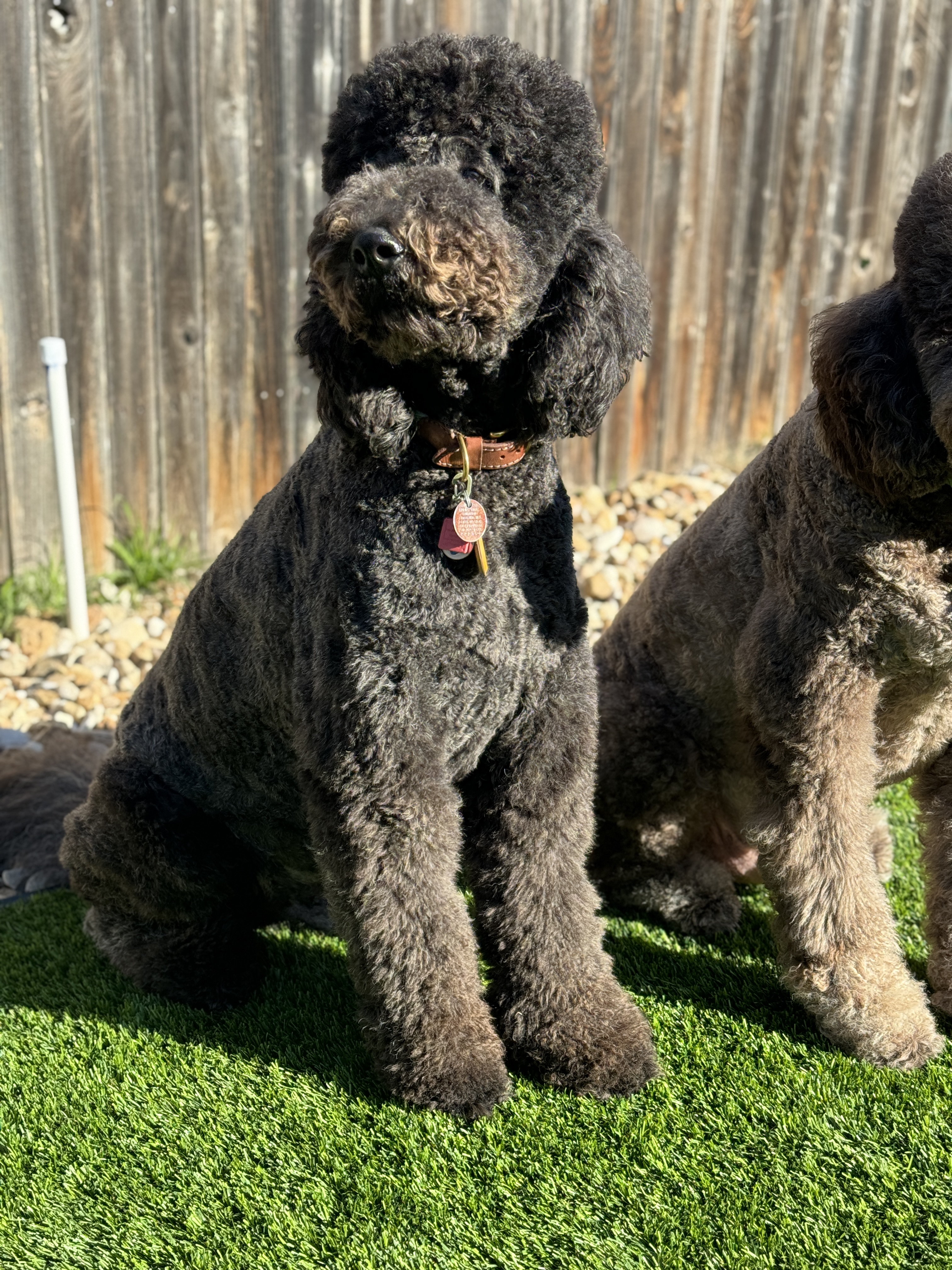 Doodle Me This Kingston and Hamilton LLC Image