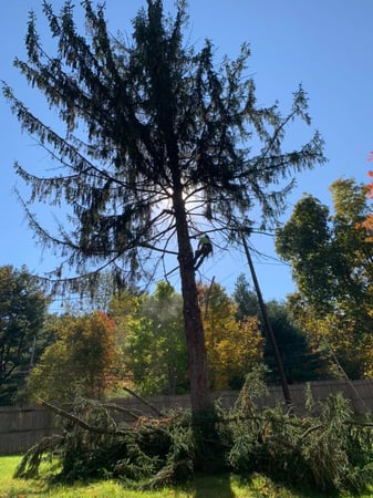 Images Triple T Tree Care