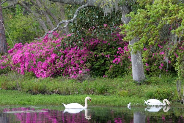 Images Hilton Garden Inn Wilmington Mayfaire Town Center