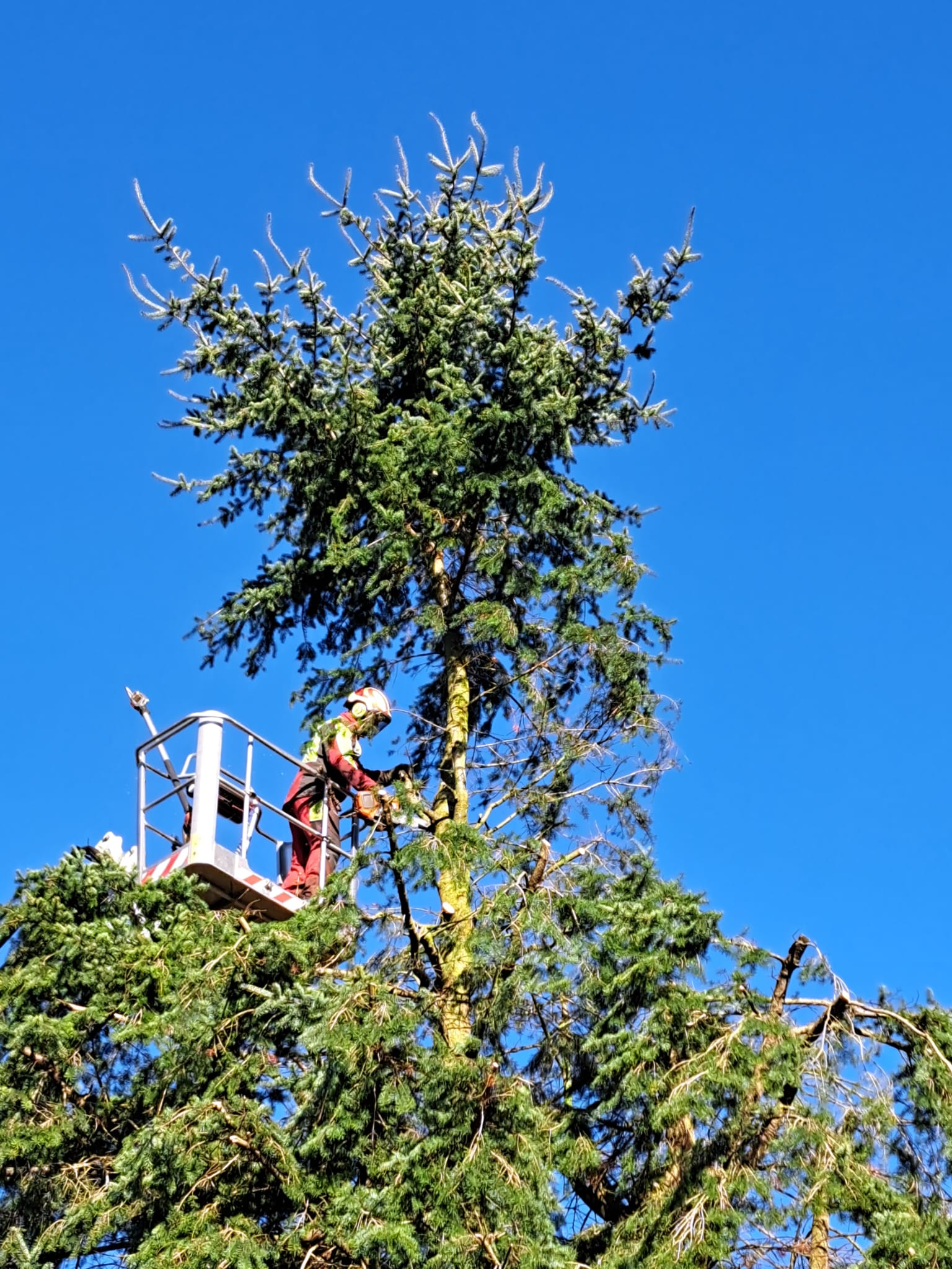 Bild 4 von Roman Mader Der Baummader