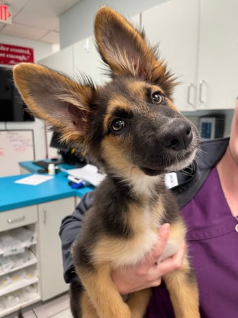 Images VCA Preston Park Animal Hospital