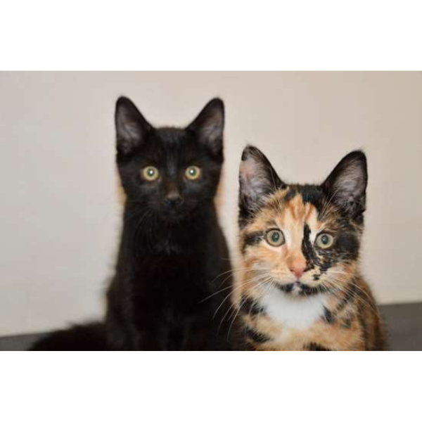 Images Gribskov Dyreklinik