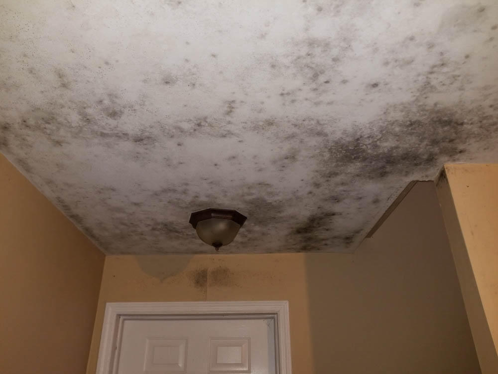 When mold strikes, it can multiply and spread quickly. If your property has undergone mold damage, you need SERVPRO! Our technicians are certified and our process is tested. We will rid the mold and restore your air quality!