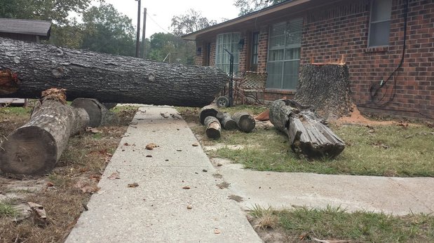 Images TNT Tree Service