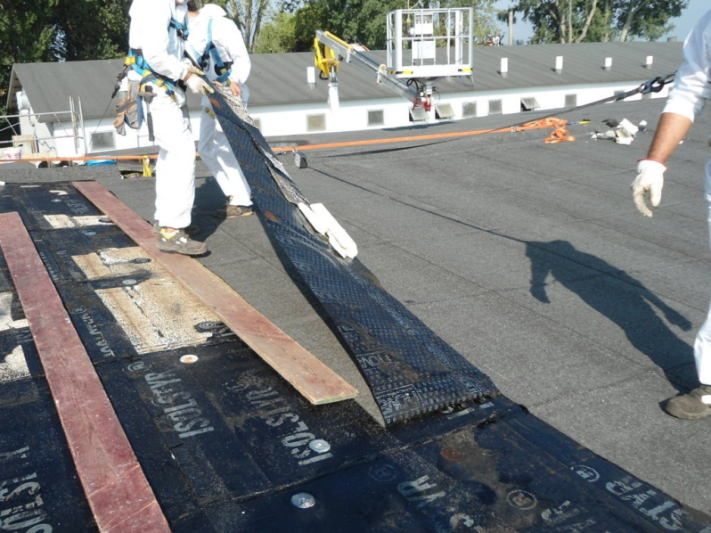 Images Lattoniere Domenicale