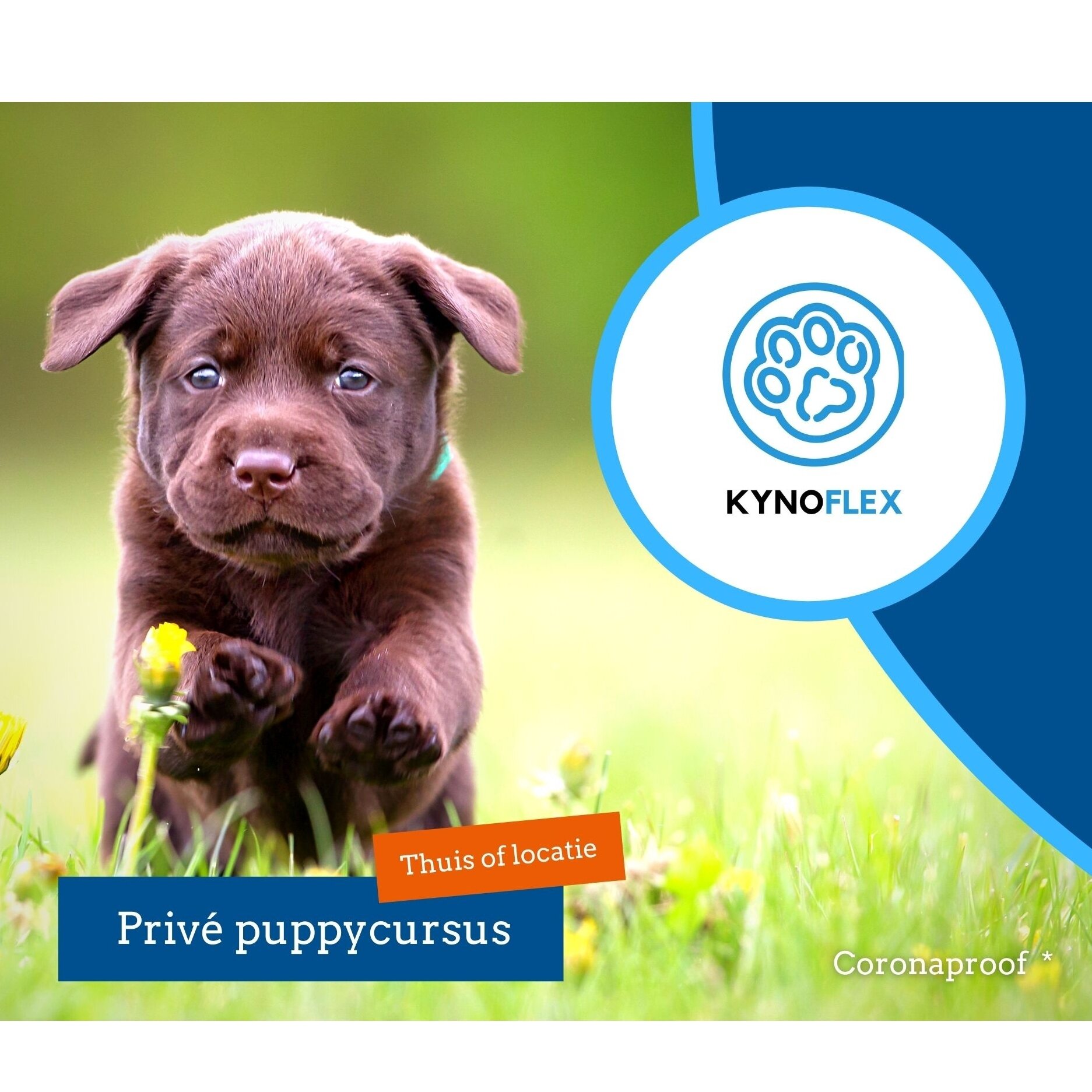 Foto's KynoFlex hondenschool & honden gedragstherapie