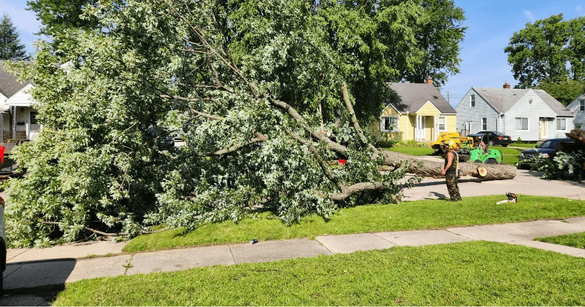 Professional Tree Removal Services