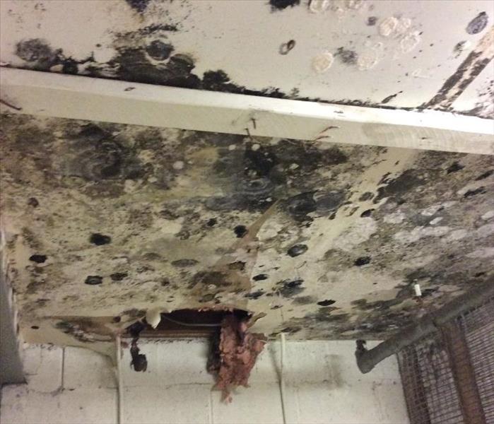 Small Leak Causes Large Mold Issue in Danbury, CT