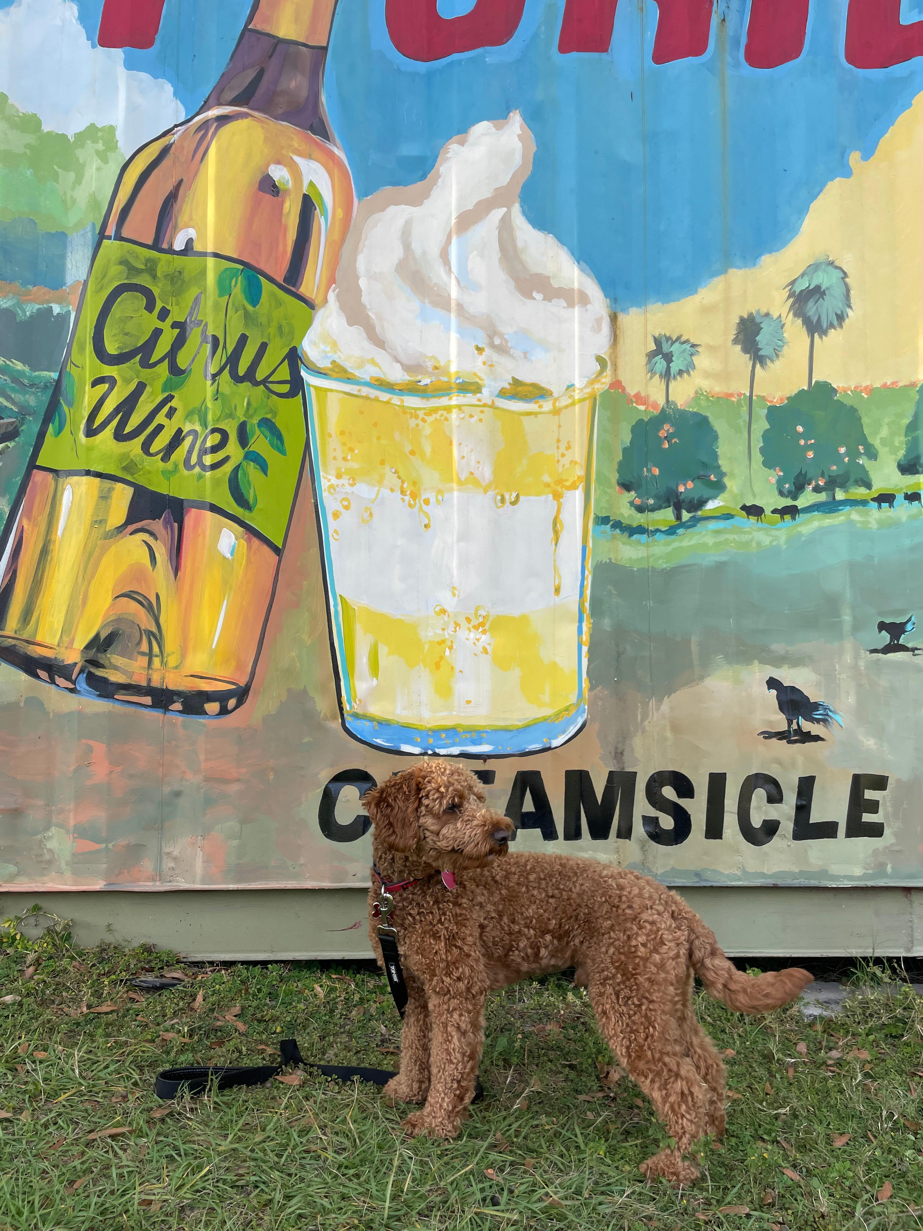 Teddy is looking for a Florida-Orange creamsicle near Orland Florida at the local Orange Farm.